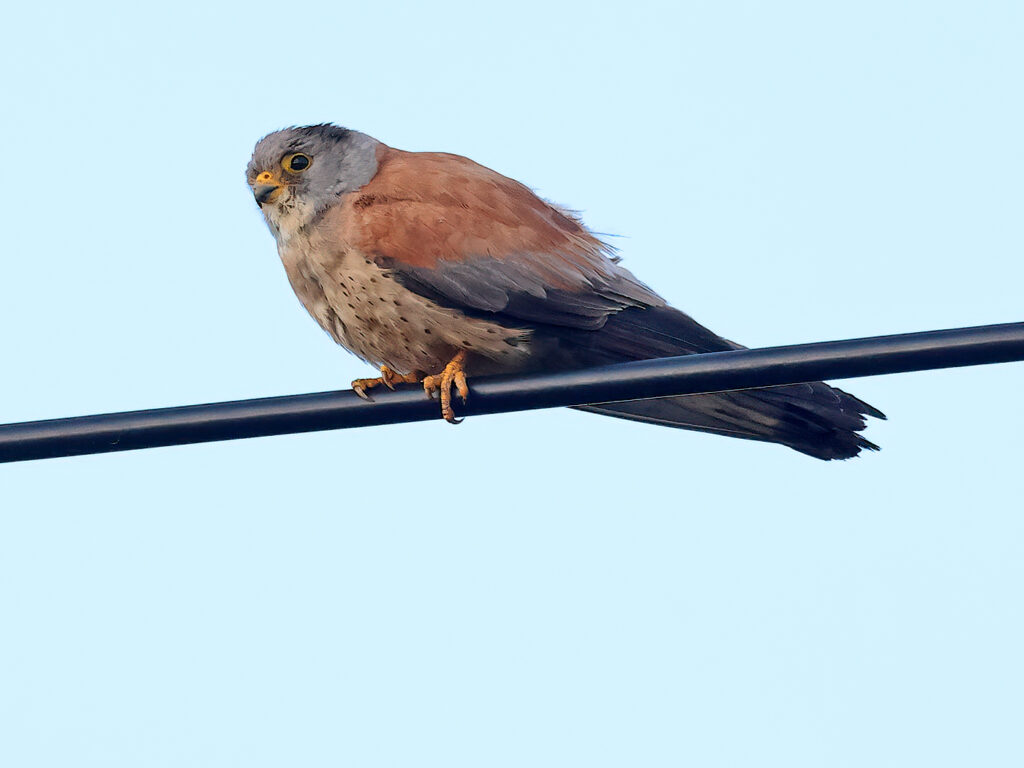 Rödfalk (Lessert Kestrel) vid Torhamns Udde i Blekinge