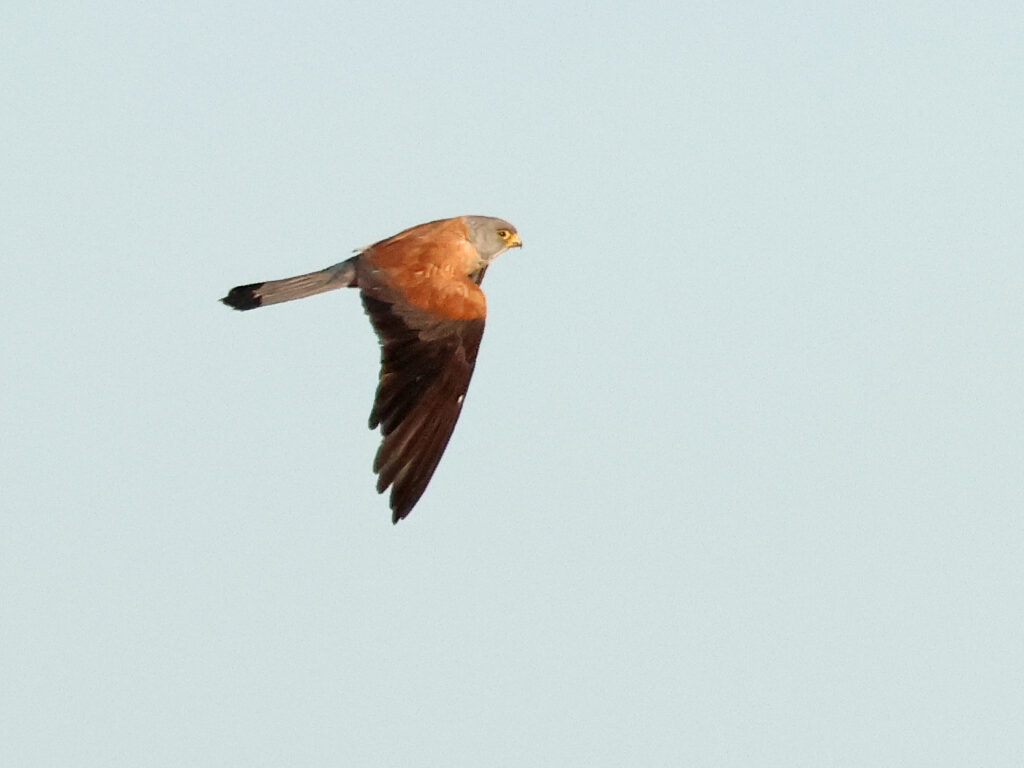 Rödfalk (Lessert Kestrel) vid Torhamns Udde i Blekinge