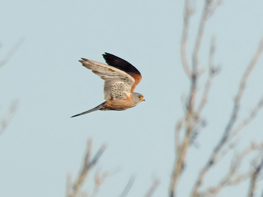 Rödfalk (Lessert Kestrel) vid Torhamns Udde i Blekinge