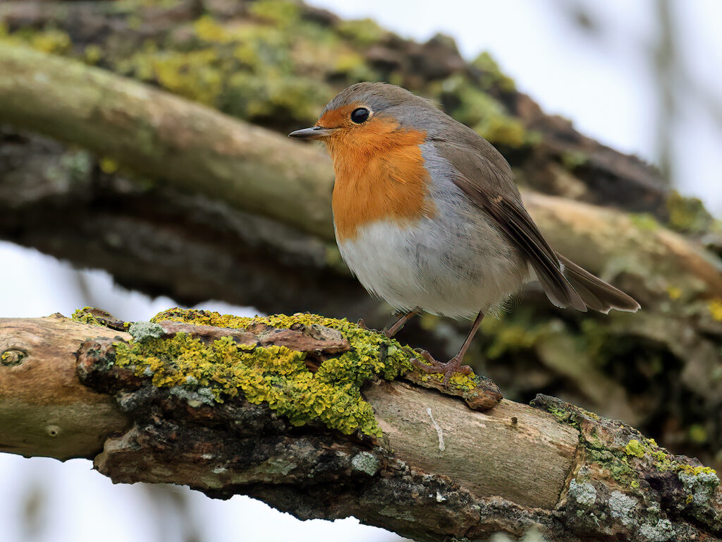 Rödhake (Robin) vid Fyrträdgården, Ölands Södra Udde