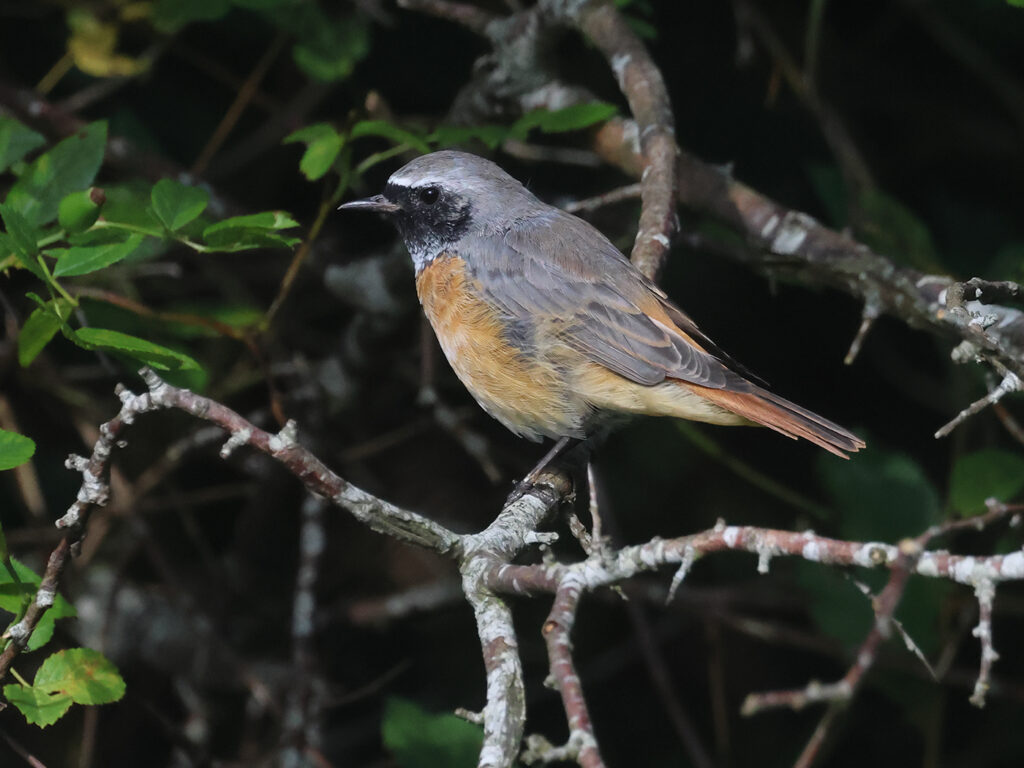 Rödstjärt (Common Redstart) vid Stora Amundön, Göteborg