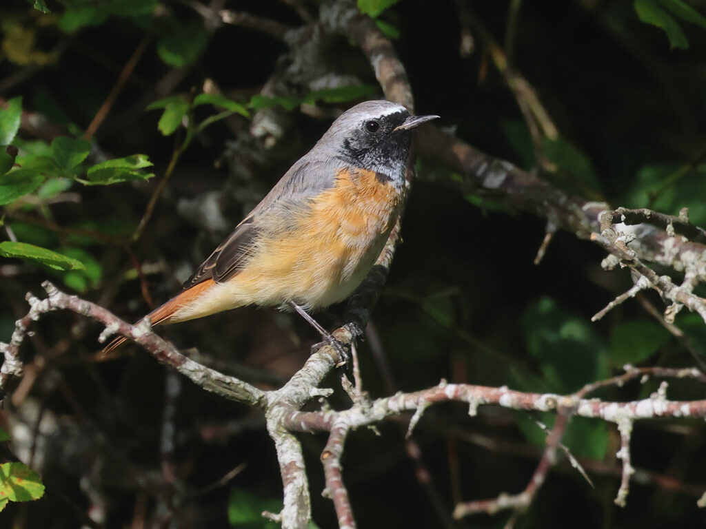 Rödstjärt (Common Redstart) vid Stora Amundön, Göteborg