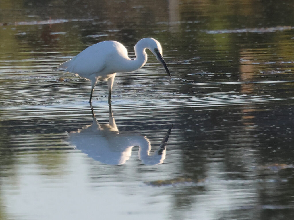 Silkeshäger (Little Egret Heron) vid Stora Amundön, Göteborg