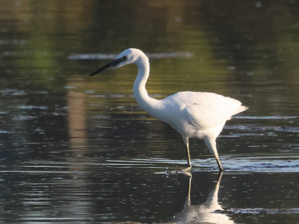 Silkeshäger (Little Egret Heron) vid Stora Amundön, Göteborg