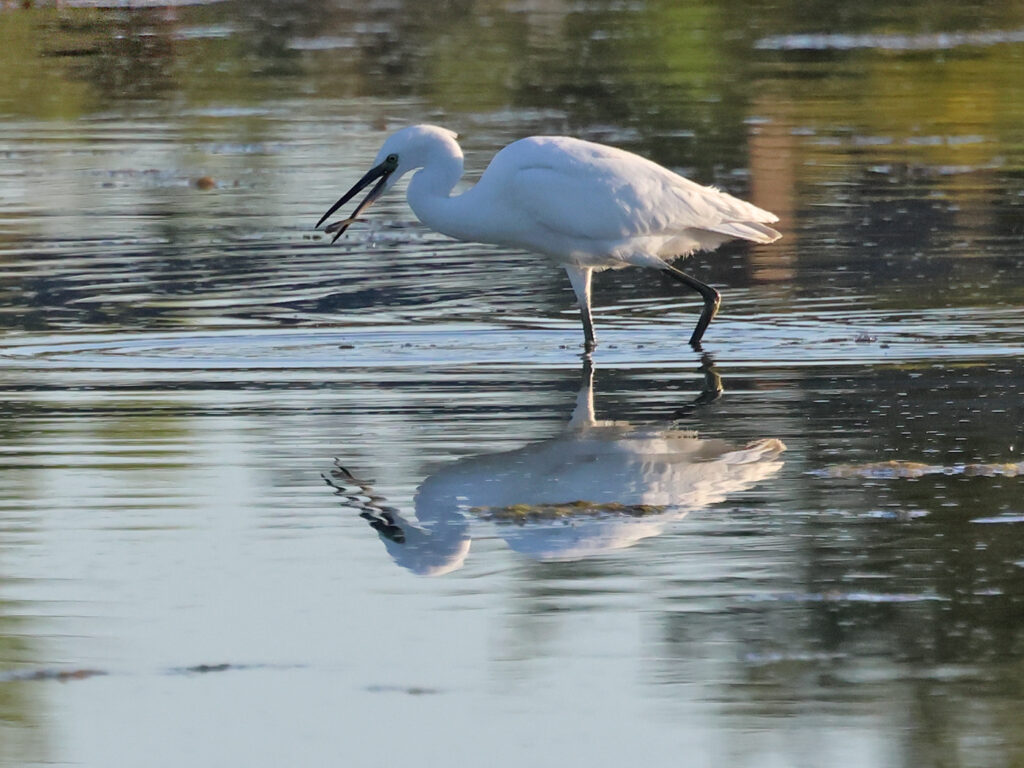 Silkeshäger (Little Egret Heron) vid Stora Amundön, Göteborg