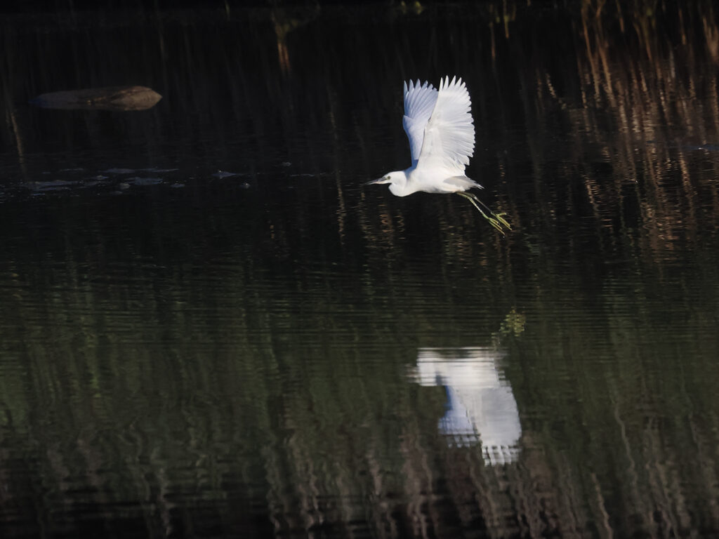 Silkeshäger (Little Egret Heron) vid Stora Amundön, Göteborg