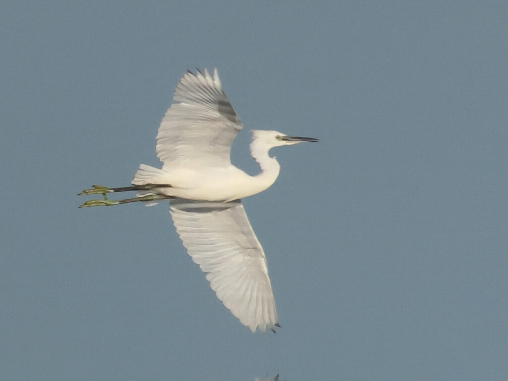 Silkeshäger (Little Egret Heron) vid Stora Amundön, Göteborg