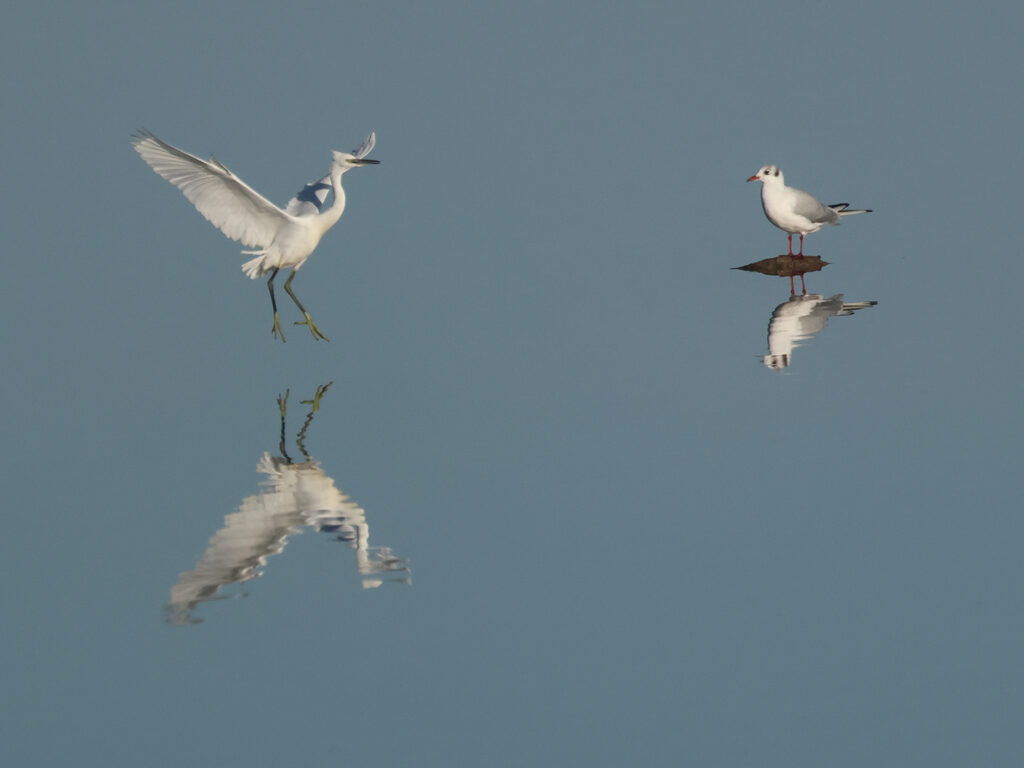 Silkeshäger (Little Egret Heron) vid Stora Amundön, Göteborg