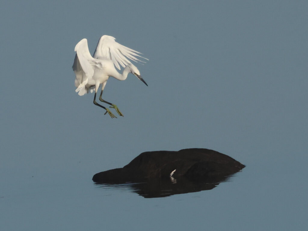 Silkeshäger (Little Egret Heron) vid Stora Amundön, Göteborg