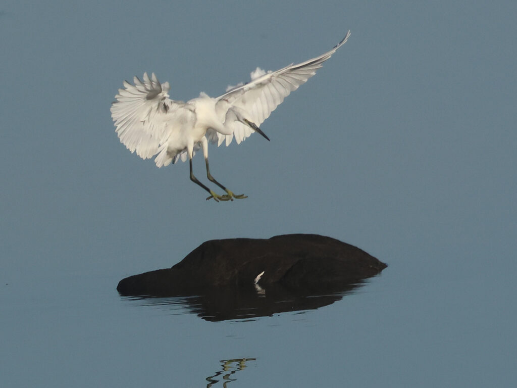 Silkeshäger (Little Egret Heron) vid Stora Amundön, Göteborg