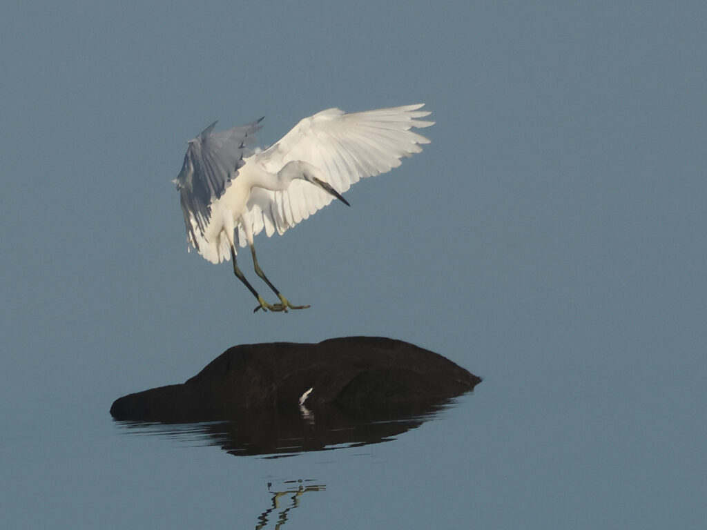 Silkeshäger (Little Egret Heron) vid Stora Amundön, Göteborg