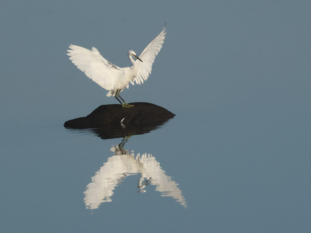 Silkeshäger (Little Egret Heron) vid Stora Amundön, Göteborg