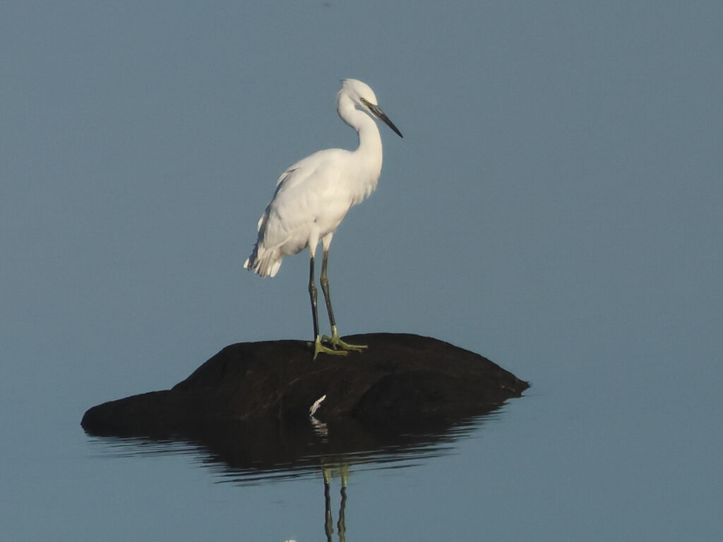 Silkeshäger (Little Egret Heron) vid Stora Amundön, Göteborg