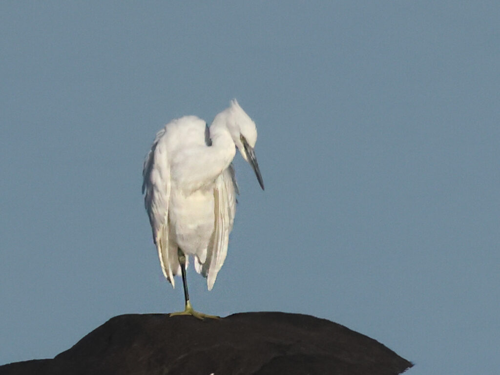 Silkeshäger (Little Egret Heron) vid Stora Amundön, Göteborg