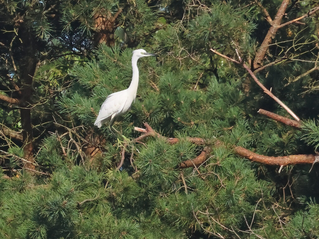 Silkeshäger (Little Egret Heron) vid Stora Amundön, Göteborg