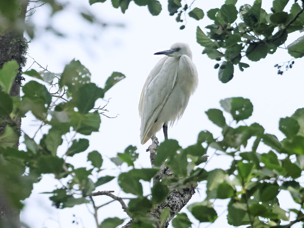 Silkeshäger (Little Egret Heron) vid Stora Amundön, Göteborg