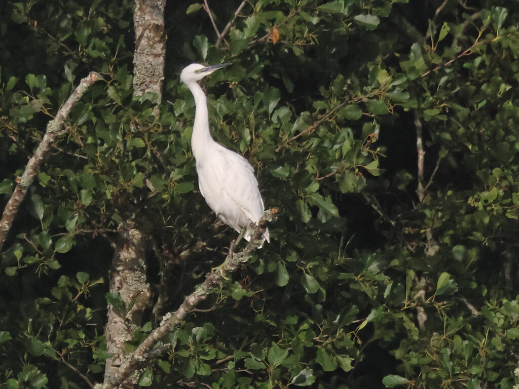 Silkeshäger (Little Egret Heron) vid Stora Amundön, Göteborg