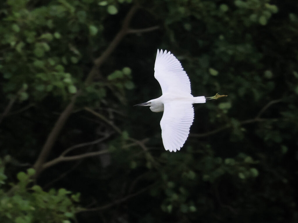 Silkeshäger (Little Egret Heron) vid Stora Amundön, Göteborg