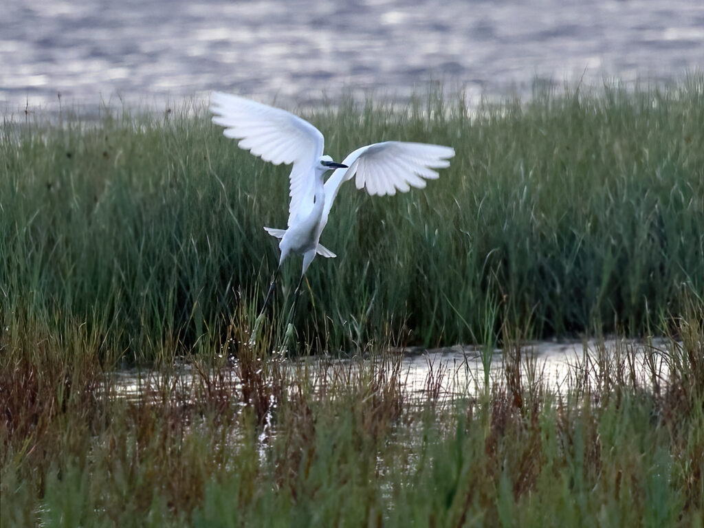 Silkeshäger (Little Egret Heron) vid Stora Amundön, Göteborg