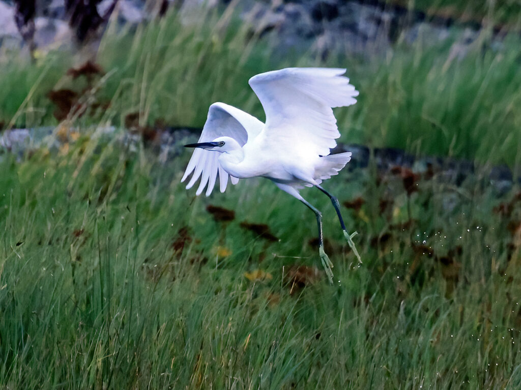 Silkeshäger (Little Egret Heron) vid Stora Amundön, Göteborg