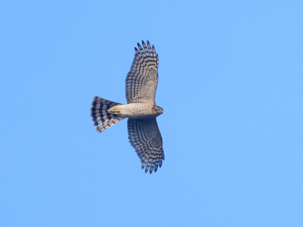 Sparvhök (Sparrowhawk) vid Källekulle, Råöslätten utanför Kungsbacka