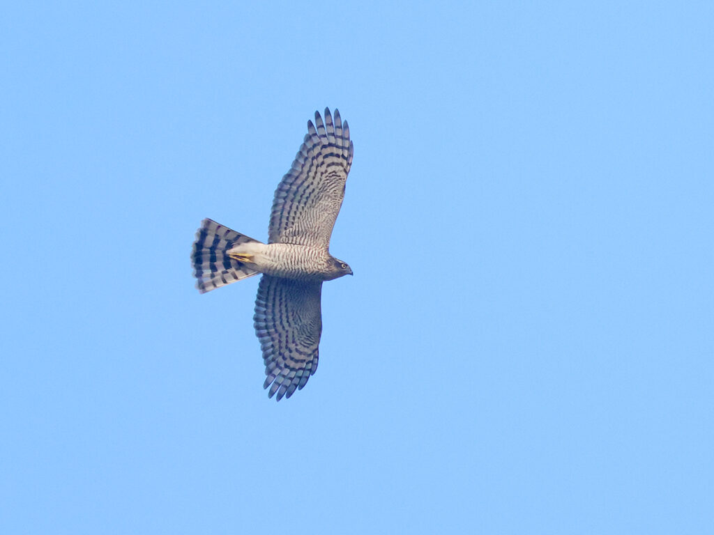 Sparvhök (Sparrowhawk) vid Källekulle, Råöslätten utanför Kungsbacka