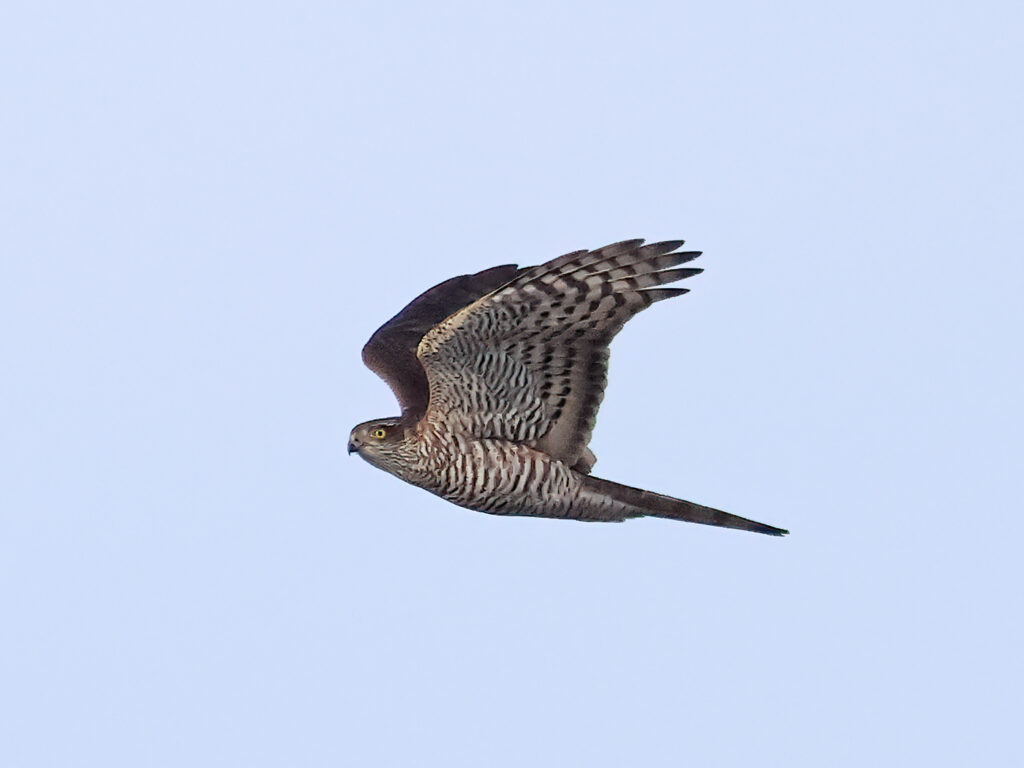 Sparvhök (Sparrowhawk) vid Ölands Södra Udde