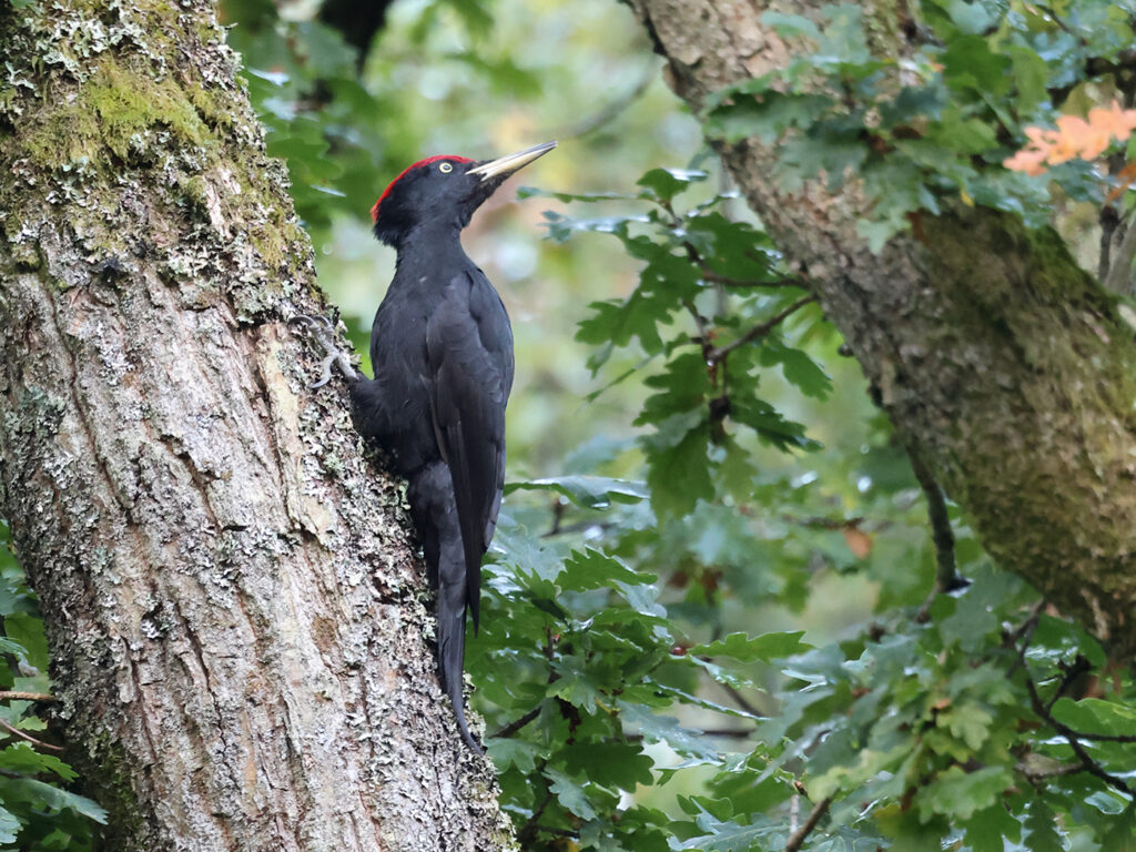 Spillkråka (Black Woodpecker) vid Stora Amundö, Göteborg