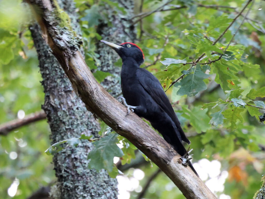 Spillkråka (Black Woodpecker) vid Stora Amundö, Göteborg