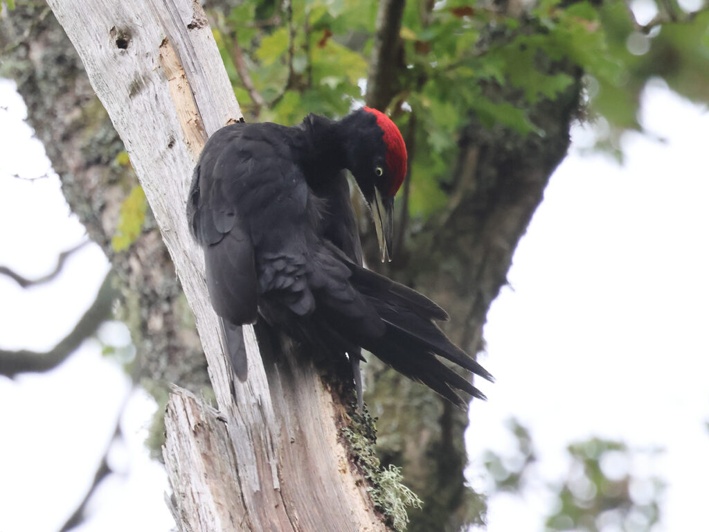 Spillkråka (Black Woodpecker) vid Stora Amundö, Göteborg