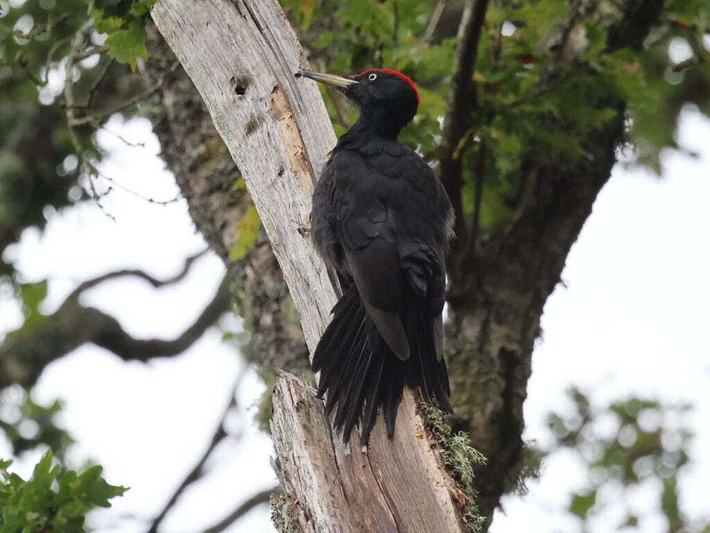 Spillkråka (Black Woodpecker) vid Stora Amundö, Göteborg