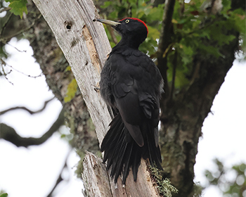 Spillkråka (Black Woodpecker) på Stora Amundö, Göteborg