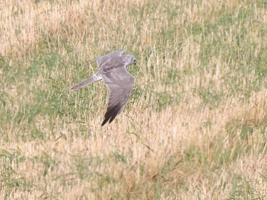 Stäpphök (Pallid Harrier) vid Källekulle, Råöslätten utanför Kungsbacka