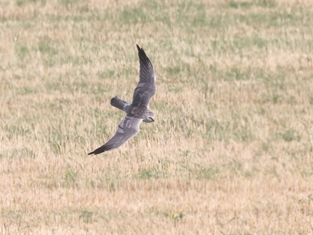 Stäpphök (Pallid Harrier) vid Källekulle, Råöslätten utanför Kungsbacka