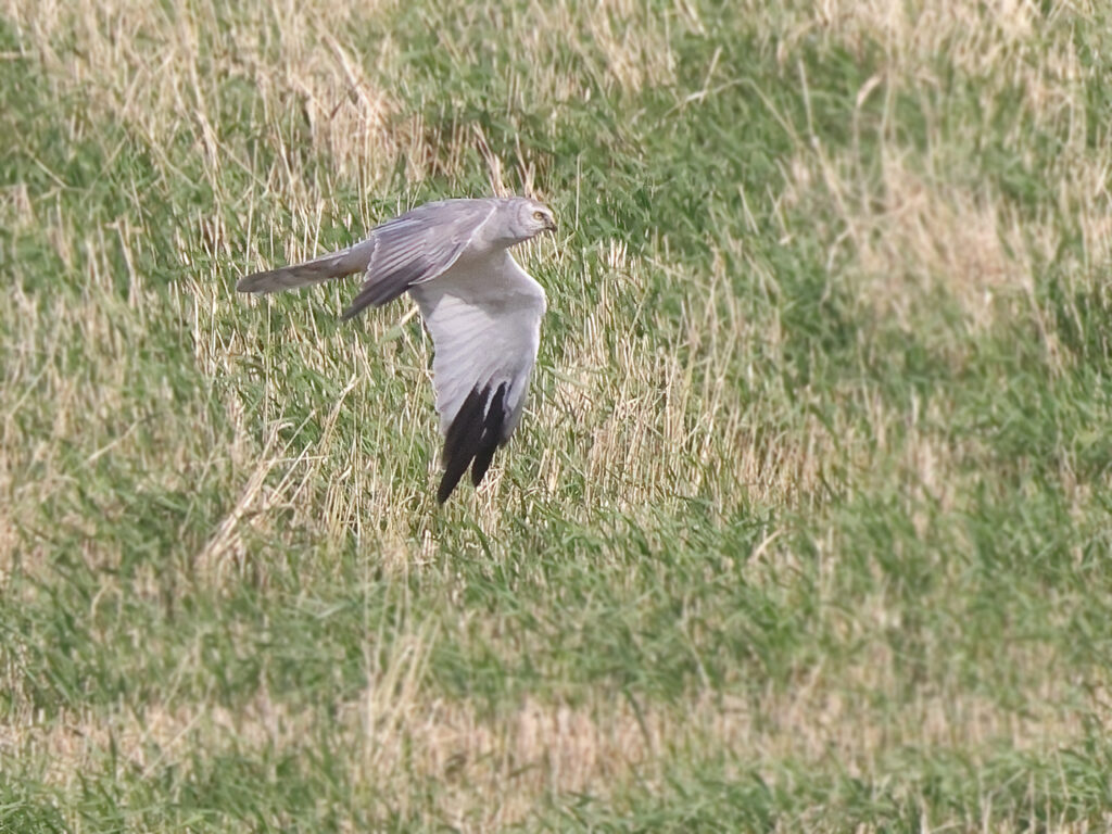 Stäpphök (Pallid Harrier) vid Källekulle, Råöslätten utanför Kungsbacka