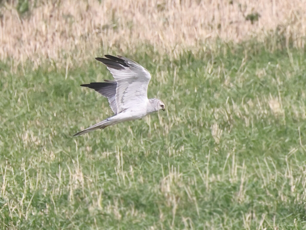 Stäpphök (Pallid Harrier) vid Källekulle, Råöslätten utanför Kungsbacka