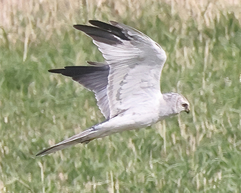 Stäpphök (Pallid Harrier) vid Källekulle, Råöslätten utanför Kungsbacka