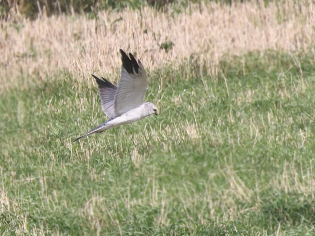 Stäpphök (Pallid Harrier) vid Källekulle, Råöslätten utanför Kungsbacka