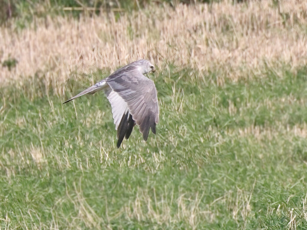 Stäpphök (Pallid Harrier) vid Källekulle, Råöslätten utanför Kungsbacka