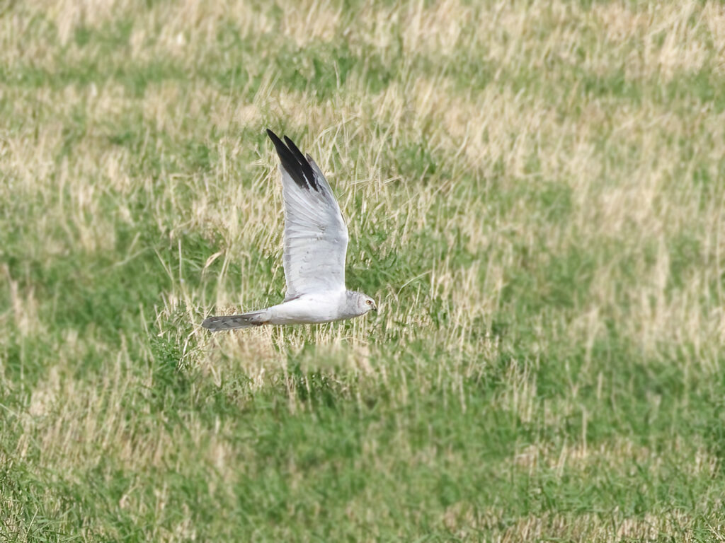 Stäpphök (Pallid Harrier) vid Källekulle, Råöslätten utanför Kungsbacka