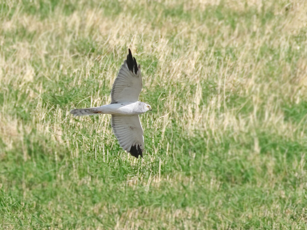 Stäpphök (Pallid Harrier) vid Källekulle, Råöslätten utanför Kungsbacka