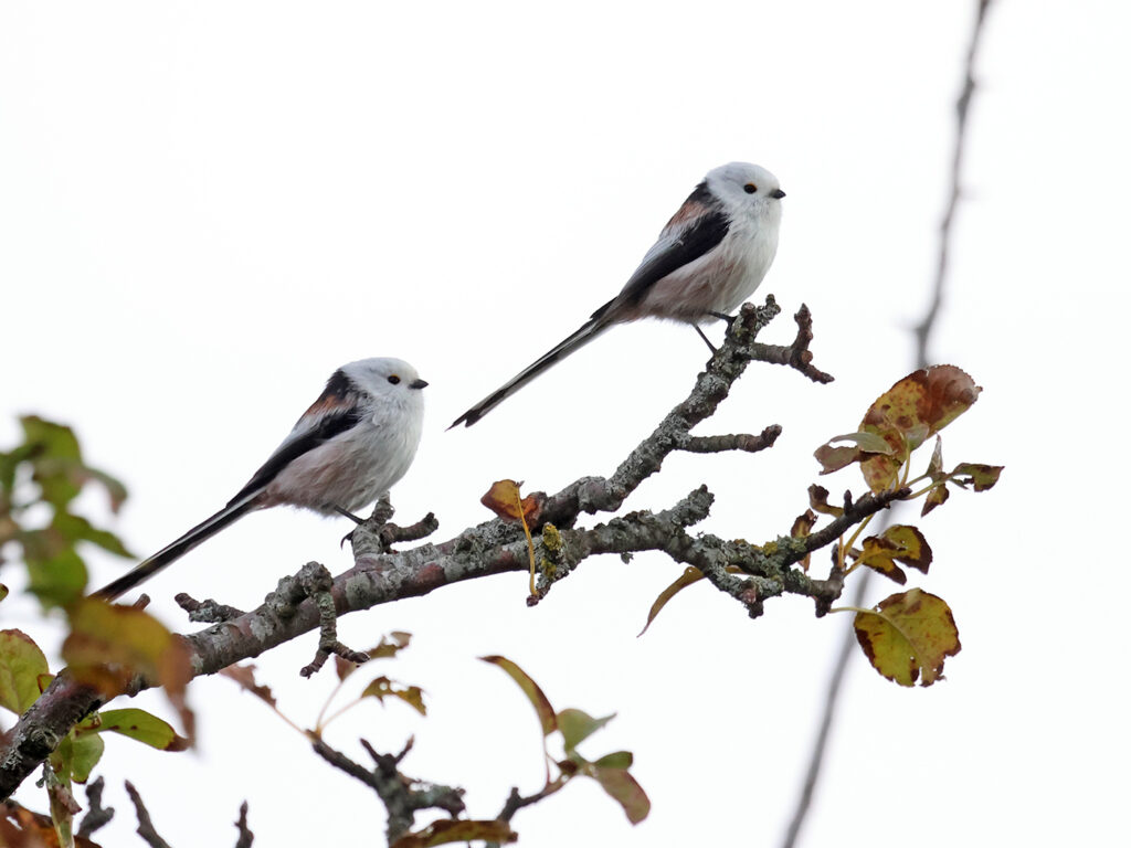 Stjärtmes (Long-tailed Tit) vid Havshuvudet, Stora Amundö utanför Göteborg