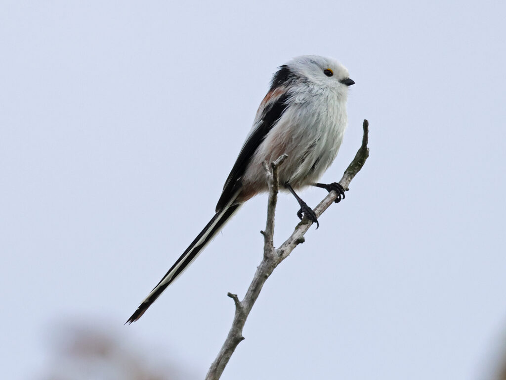 Stjärtmes (Long-tailed Tit) vid Havshuvudet, Stora Amundö utanför Göteborg