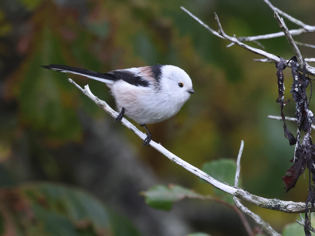 Stjärtmes (Long-tailed Tit) vid Havshuvudet, Stora Amundö utanför Göteborg