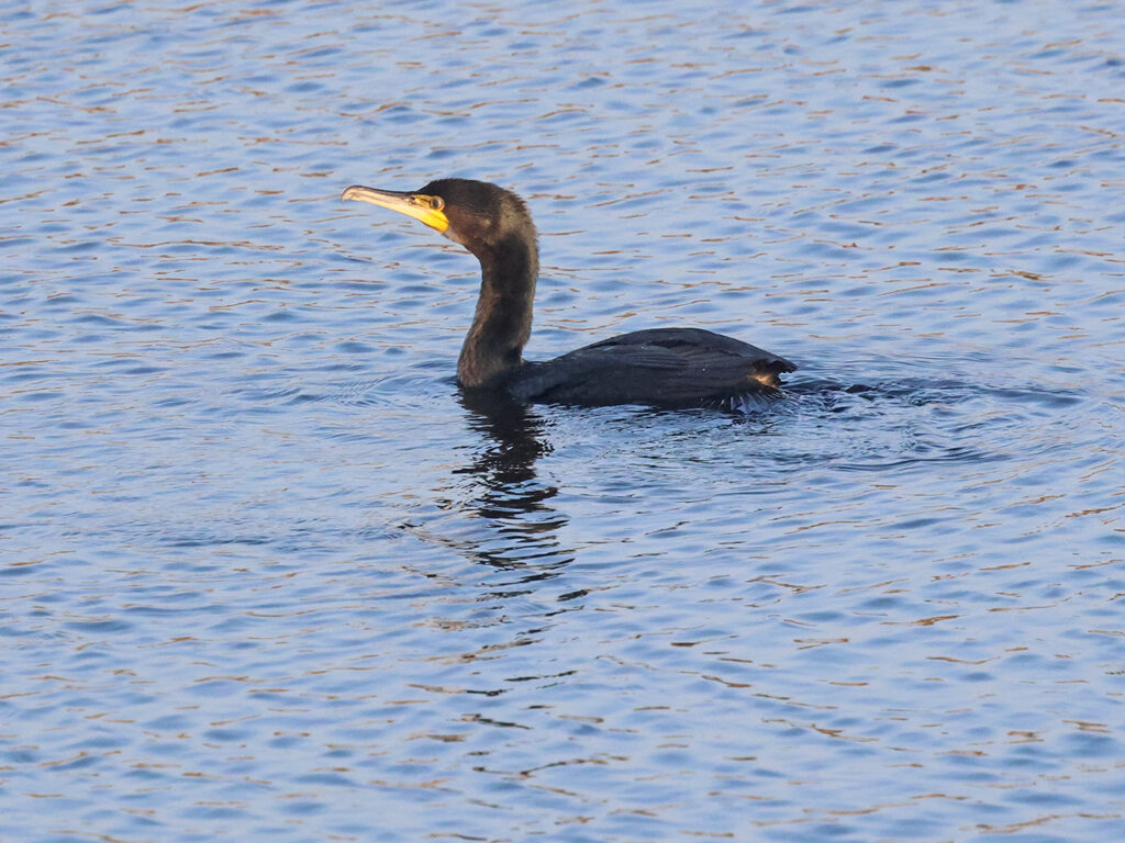 Storskarv (Great Cormorant) vid Stora Amundö, Göteborg