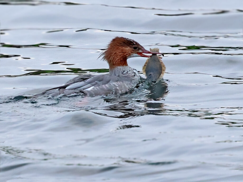 Storskrake (Goosander) vid Stora Amundö, Göteborg