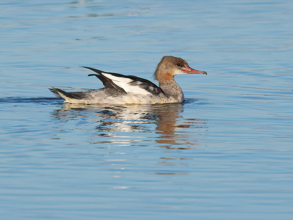 Storskrake (Goosander) vid Stora Amundö, Göteborg