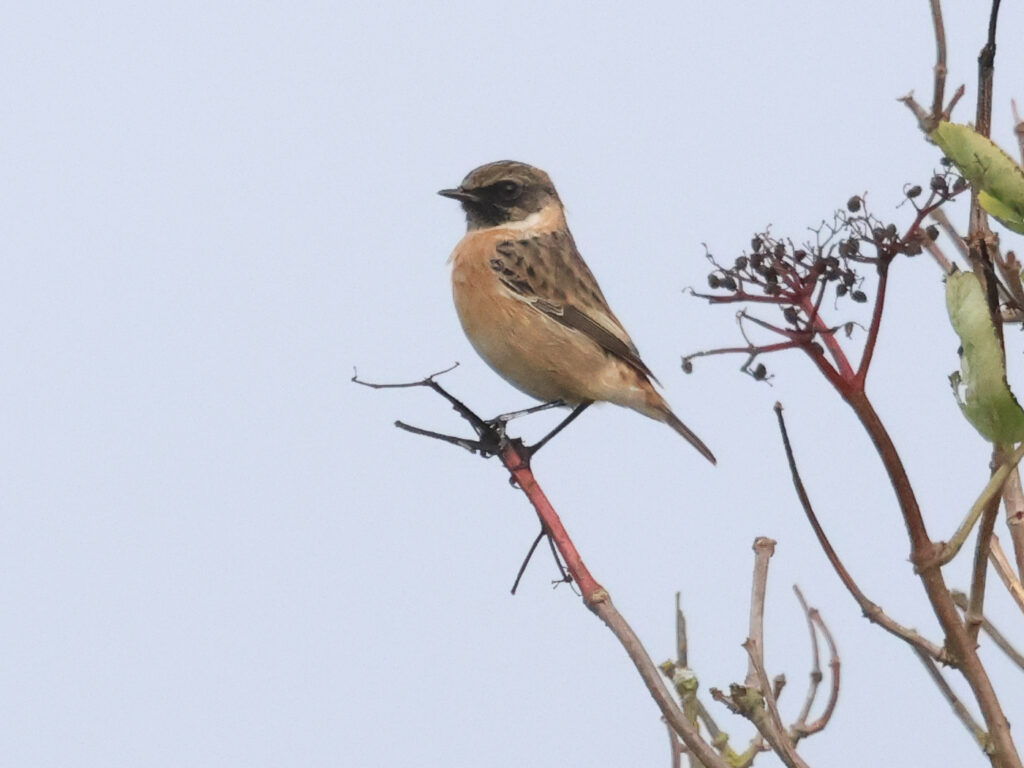 Svarthakad buskskvätta (Stonechat) nära Sibyllas, Ottenby på Öland