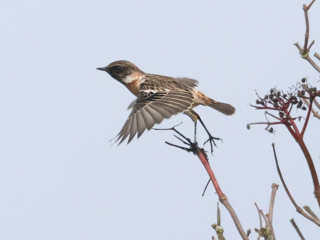 Svarthakad buskskvätta (Stonechat) nära Sibyllas, Ottenby på Öland