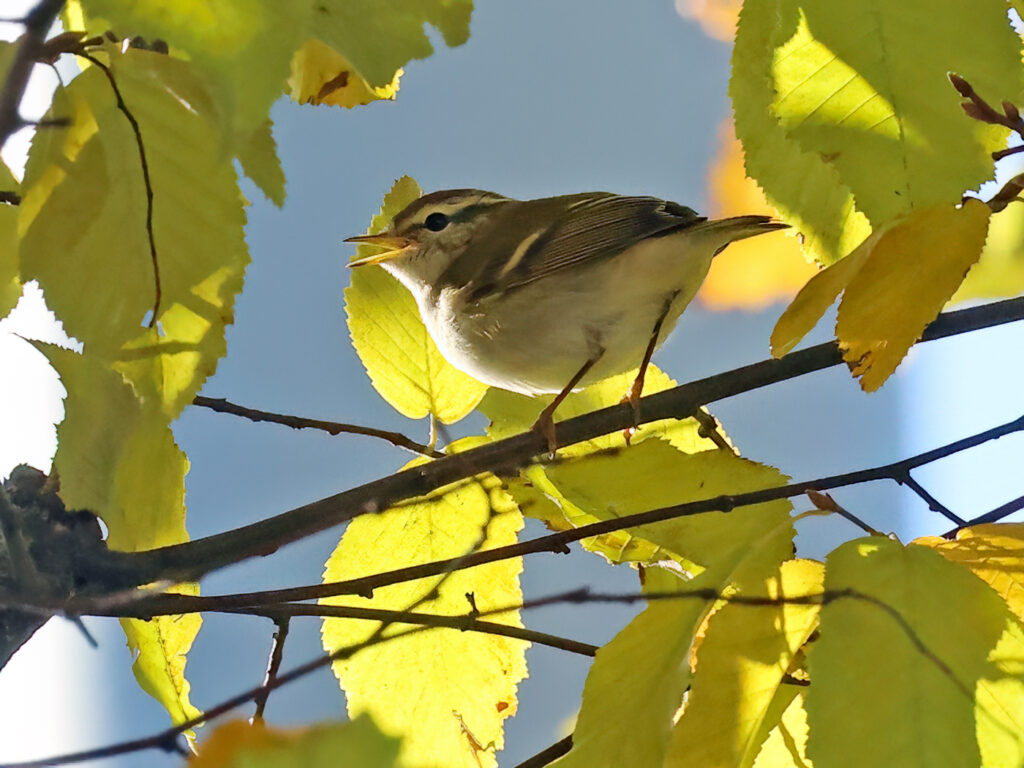 Tajgasångare (Yellow-browed Warbler) vid Hotell Eggers, Drottningtorget i Göteborg